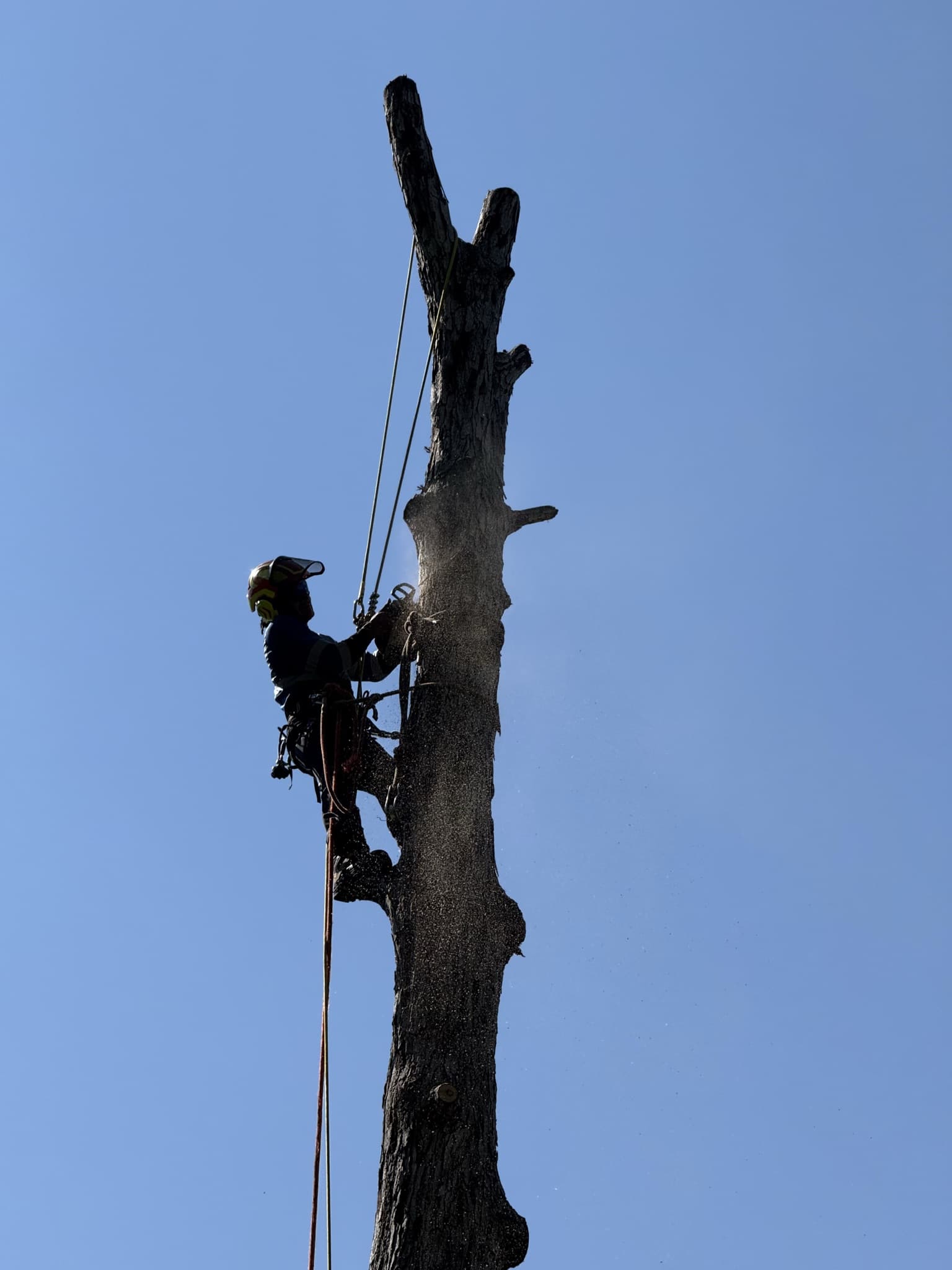 Palmetto Tree Pros climber working a tall trunk