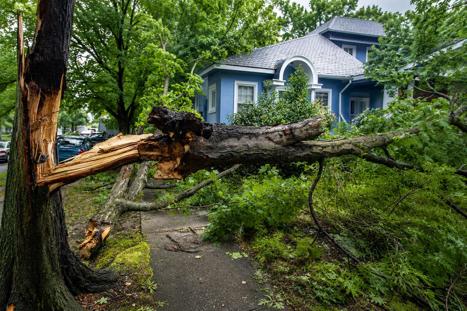 A large tree snapped at the trunk and fallen across the sidewalk in front of a house after a storm