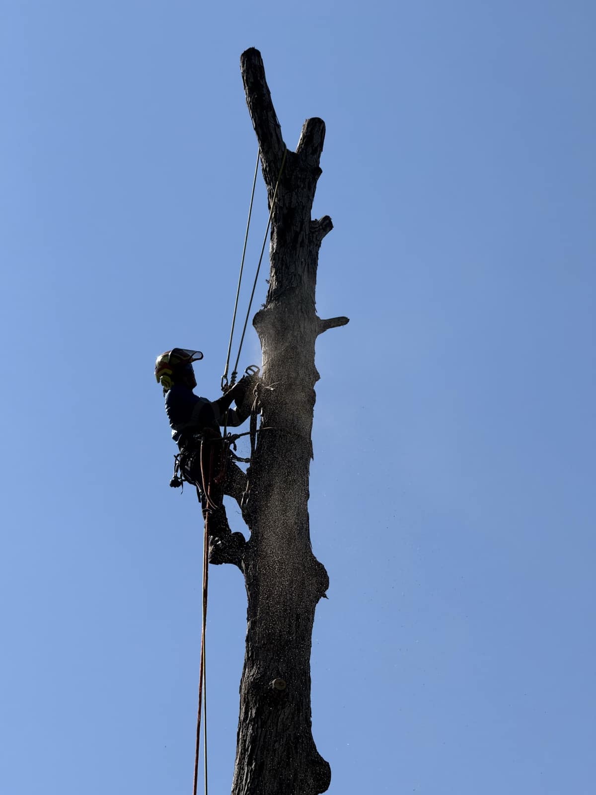 Palmetto Tree Pros climber working a tall trunk