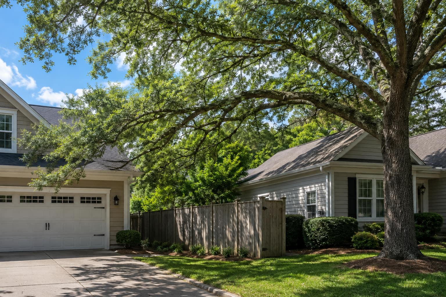 A large oak with branches overhanging a neighboring house, wooden privacy fence, and driveway