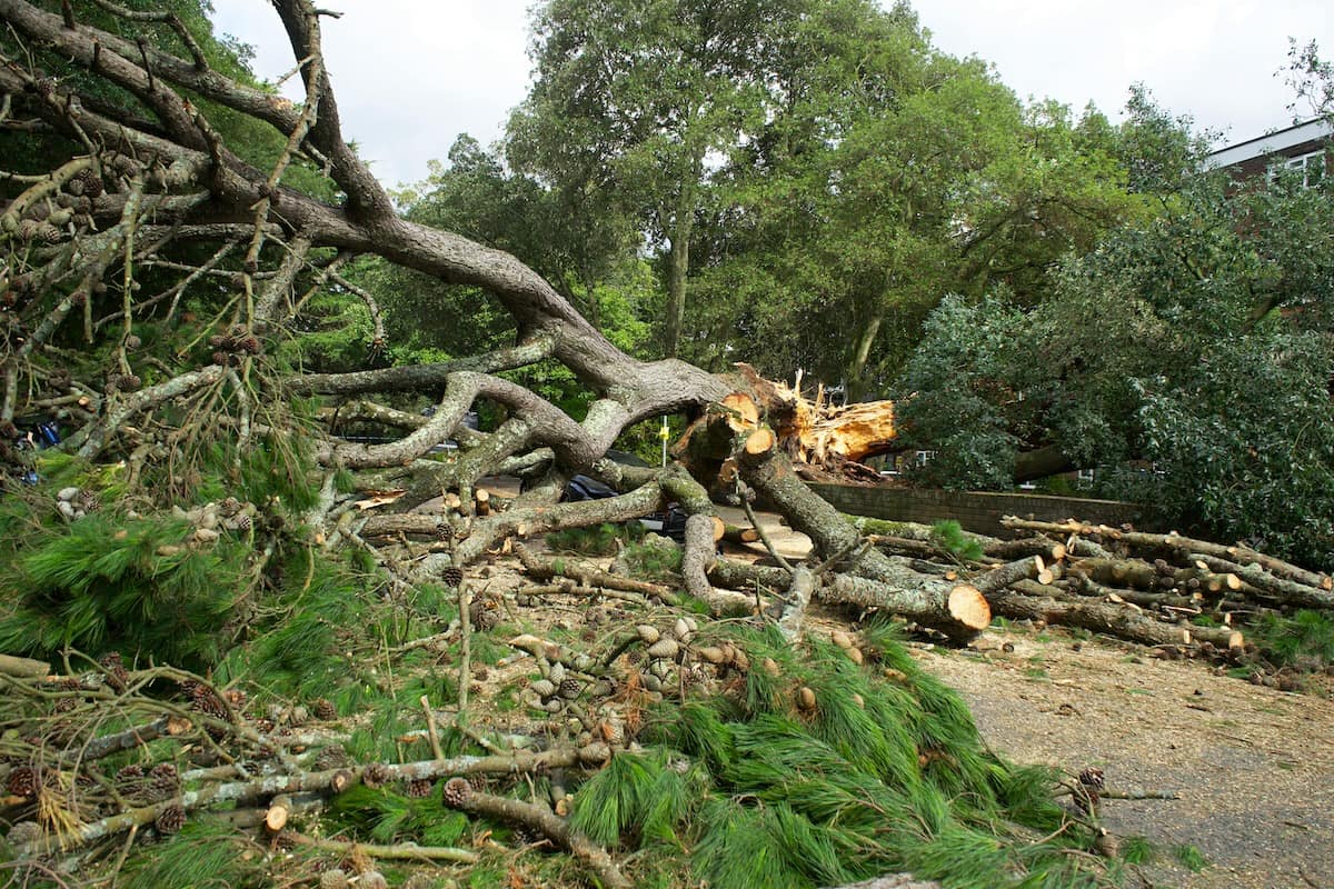 How to Spot a Hazardous Tree Before It's Too Late