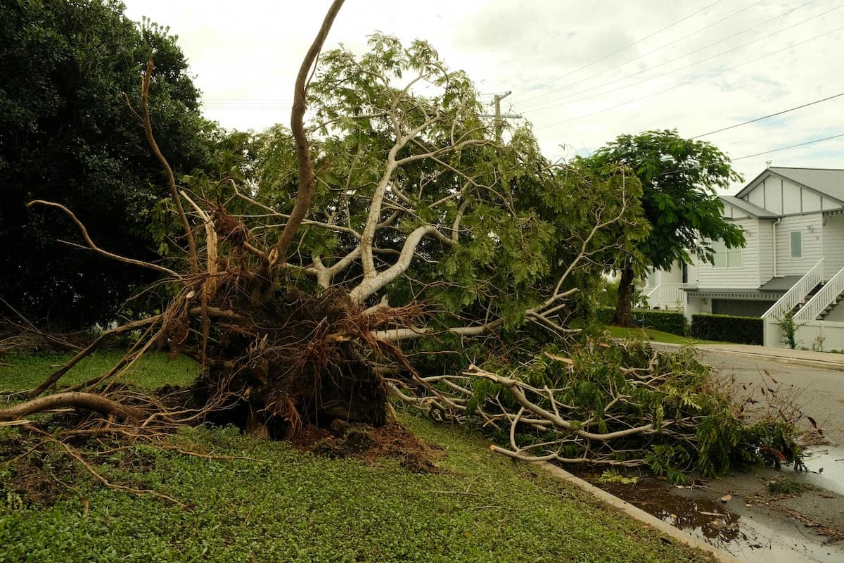 Storm Prep: Protecting Your Trees Before the Season Hits
