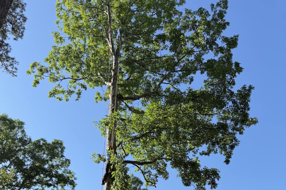 When to Prune Your Trees in South Carolina