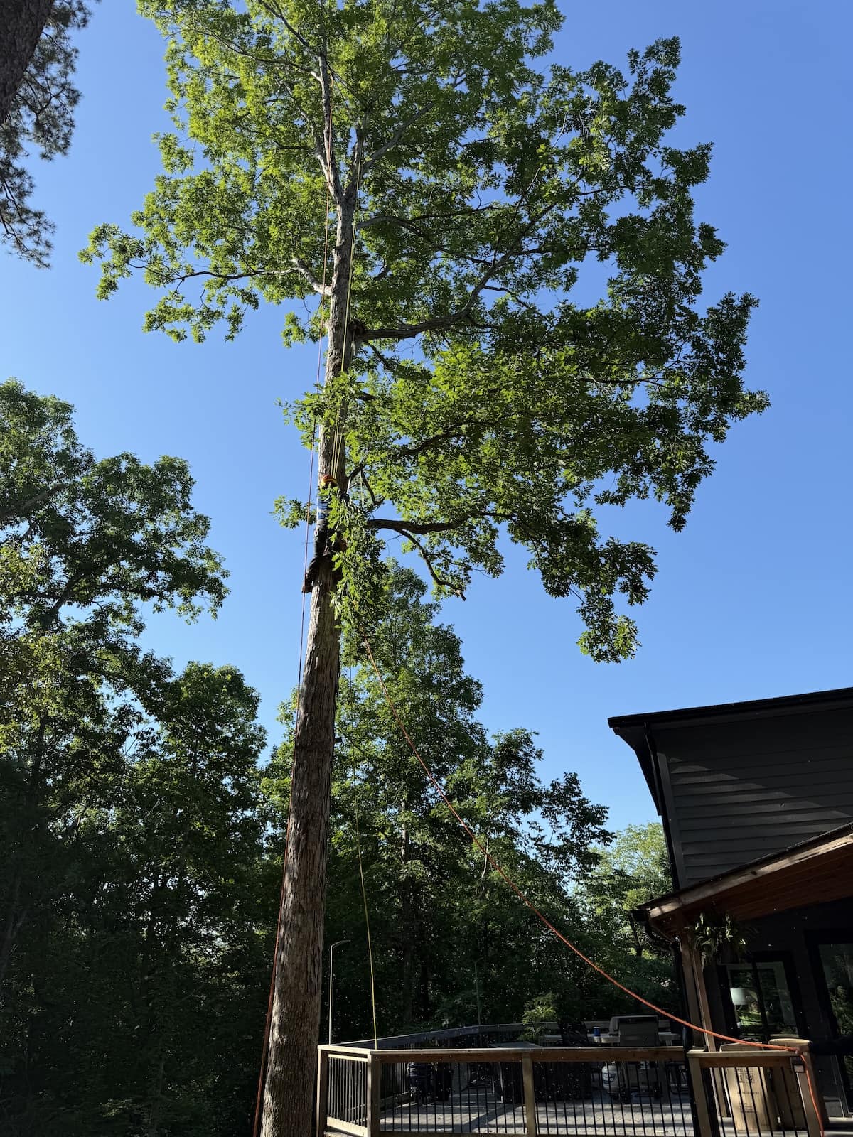 Arborist