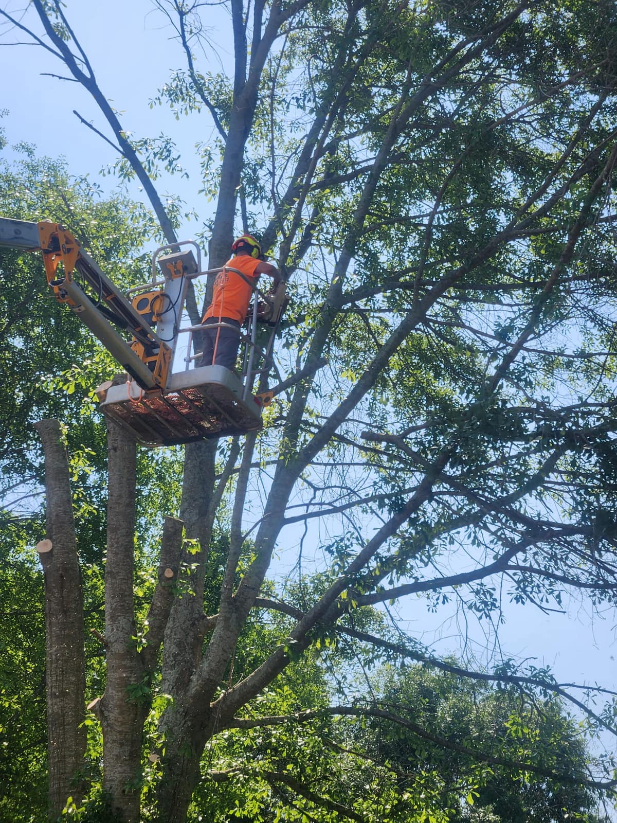 Tree Health Inspection