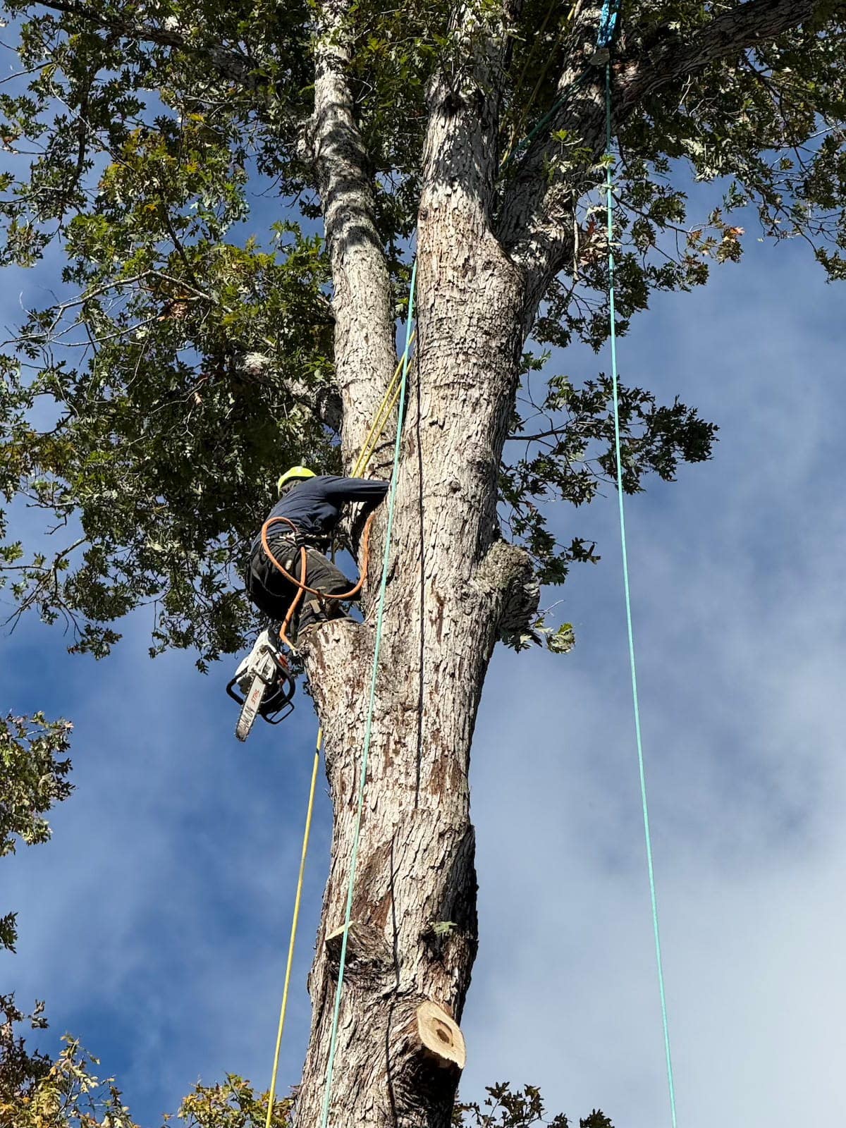 Tree Removal