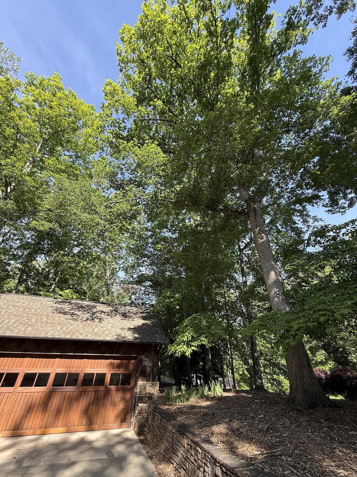 Tree Trimming & Pruning